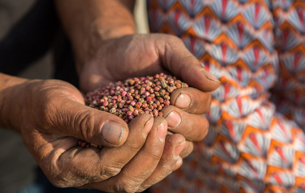 Pinkpeppercorn campaign in Peru