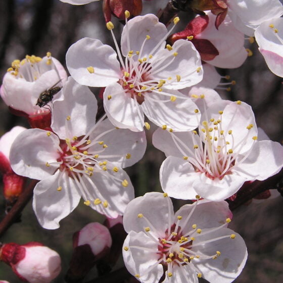 Prunus armeniaca