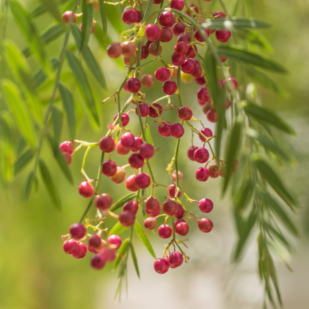 Plant of the month – June: pinkpeppercorn