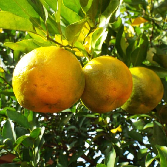 Citrus aurantium ssp bergamia