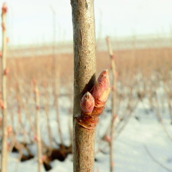 Ribes nigrum