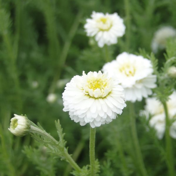 Anthemis nobilis