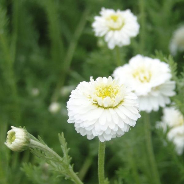 Anthemis nobilis