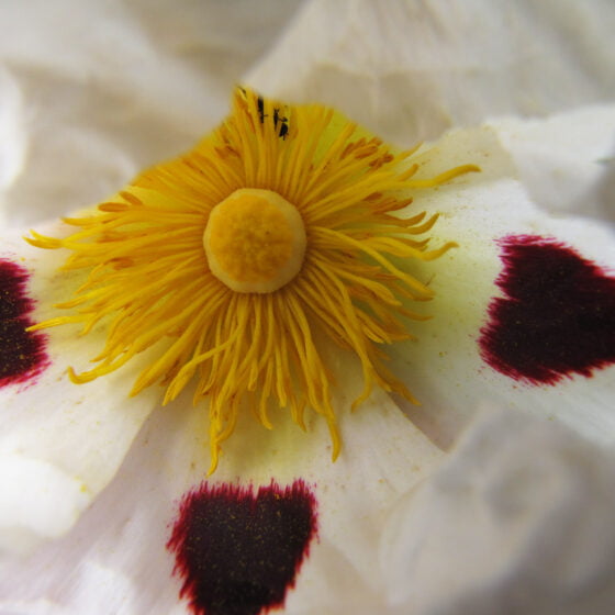 Cistus ladaniferus var. beta maculata