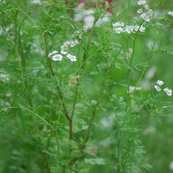 Coriandrum sativum