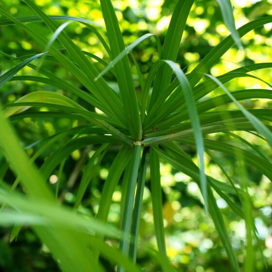 Cyperus scariosus