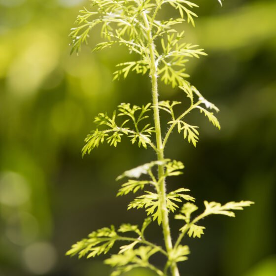 Artemisia pallens