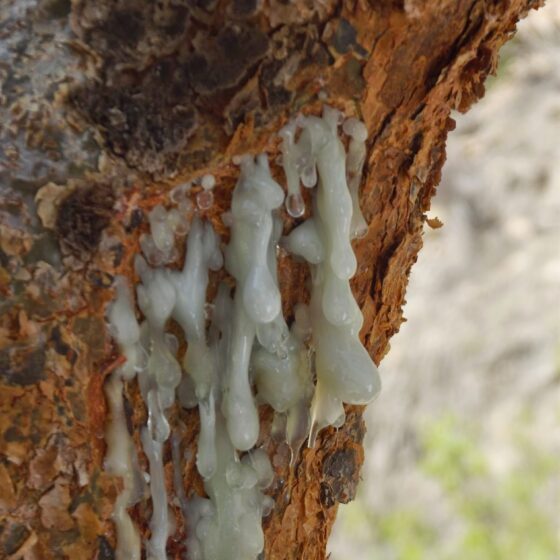 Boswellia carterii