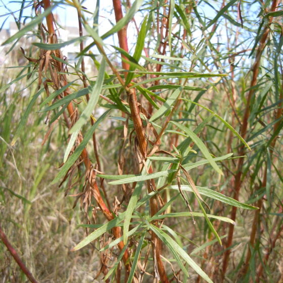 Artemisia dracunculus