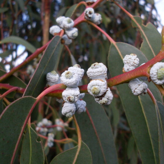 Eucalyptus globulus