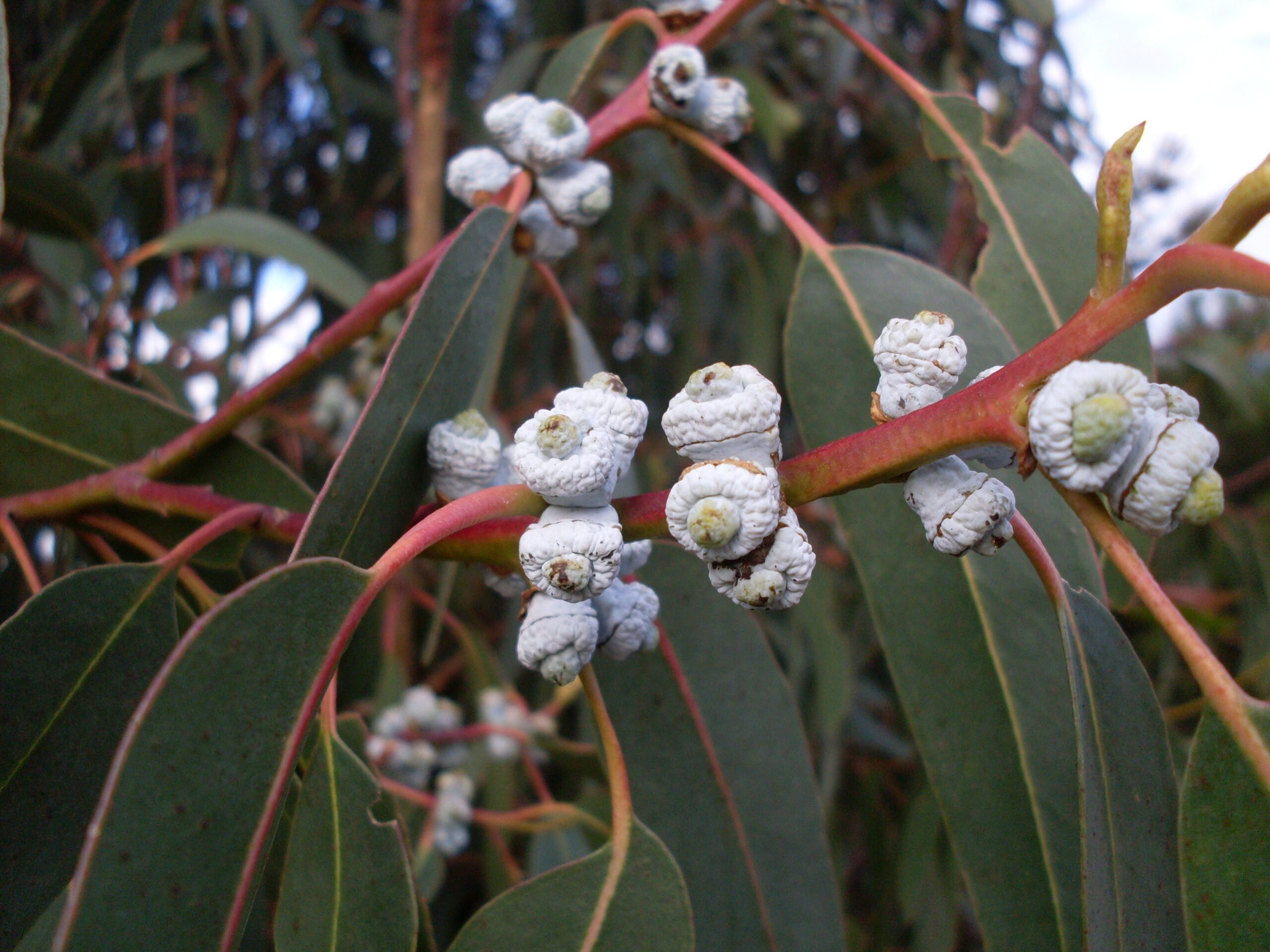 Huile essentielle Eucalyptus globulus Espagne naturelle, 8000-48-4