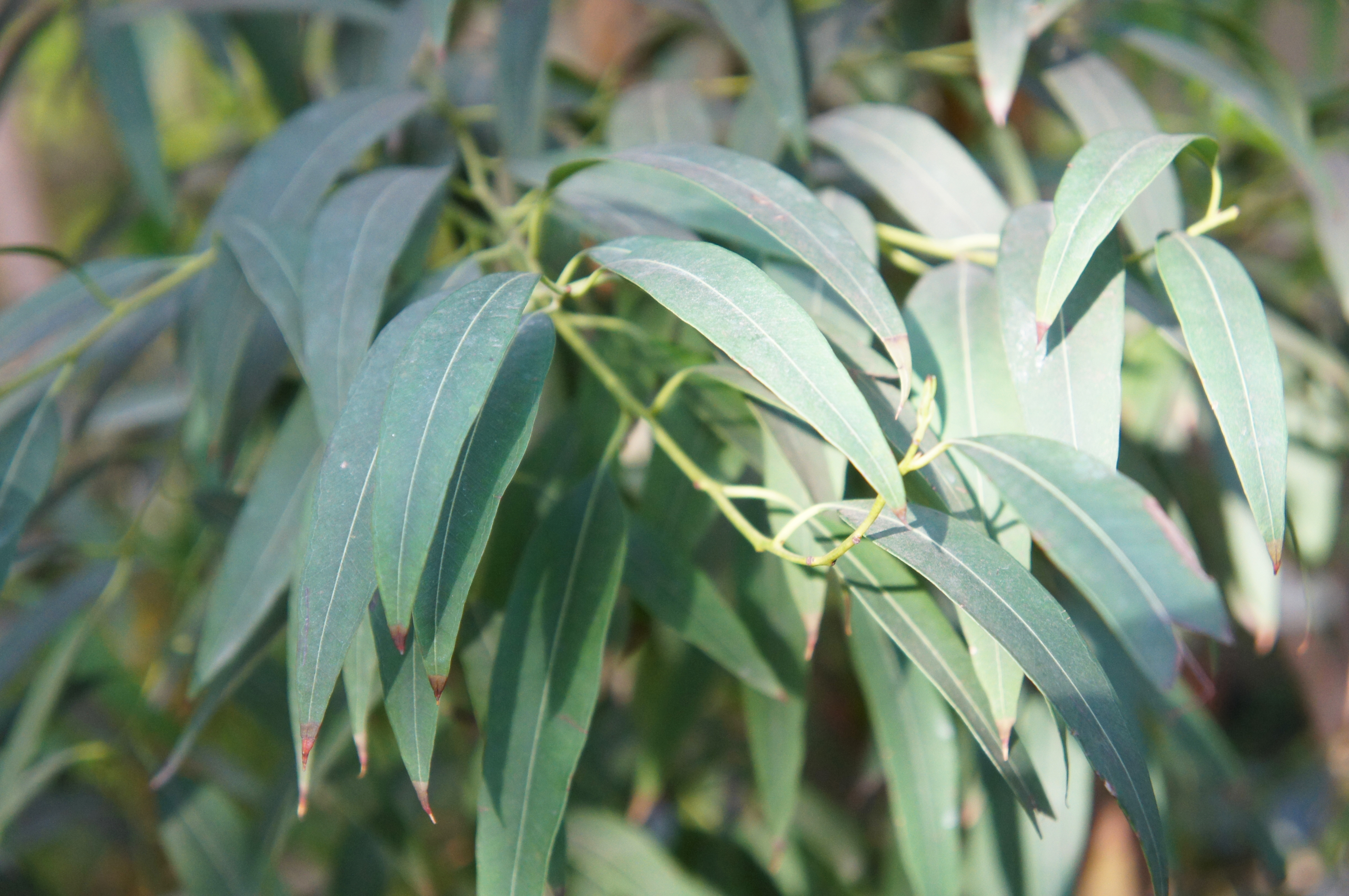 Eucalyptus, Radiata Organic (Eucalyptus radiata) South Africa