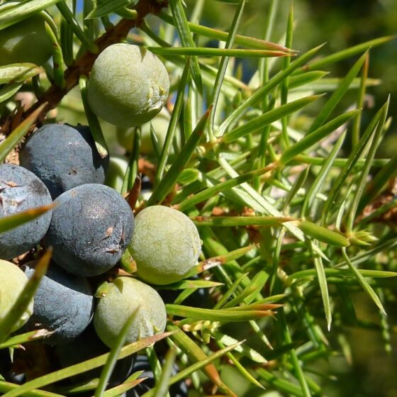 Juniperus communis