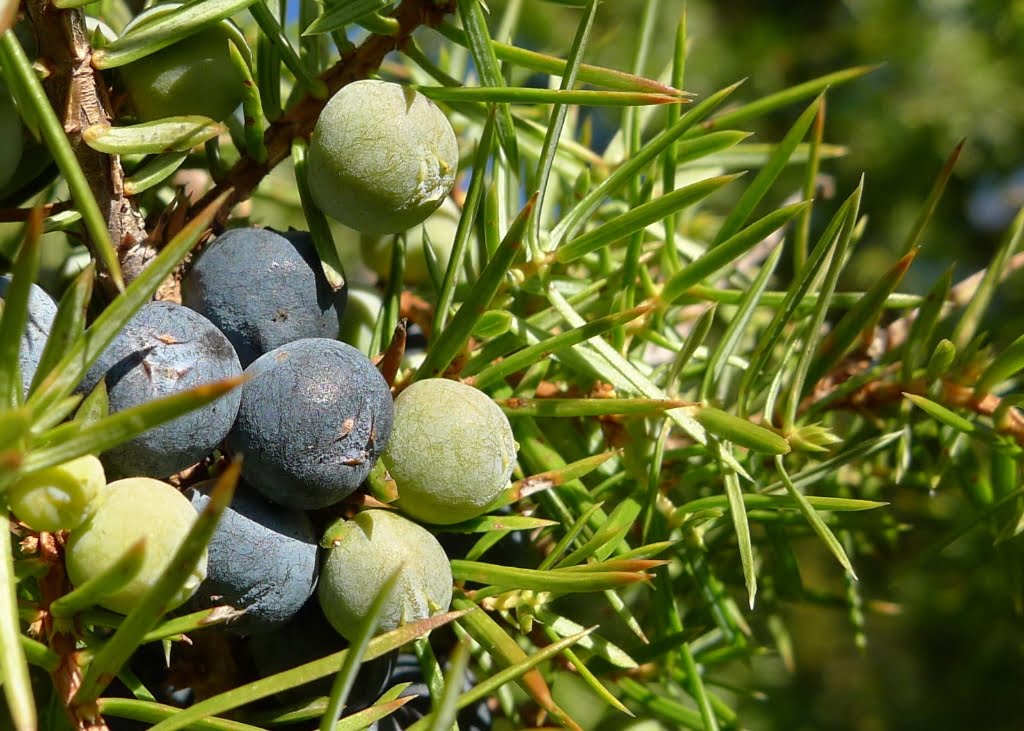 Juniper berries essential oil macedonia, 8002-68-4