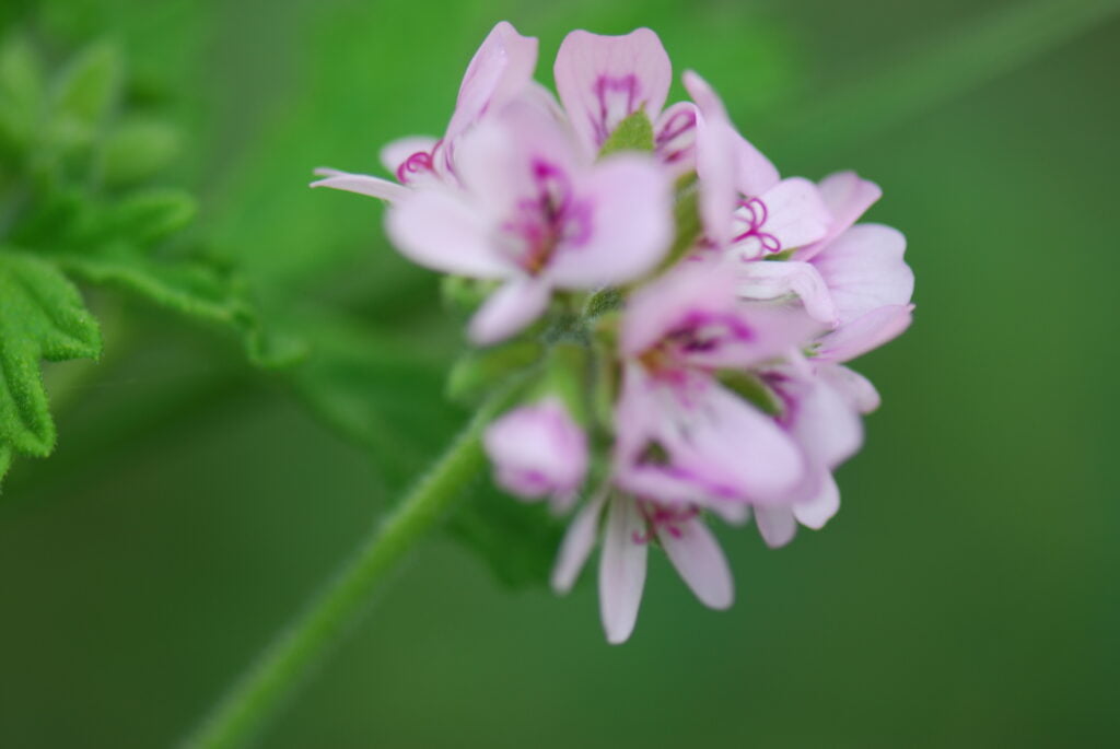 Plant of the month – April: Geranium bourbon