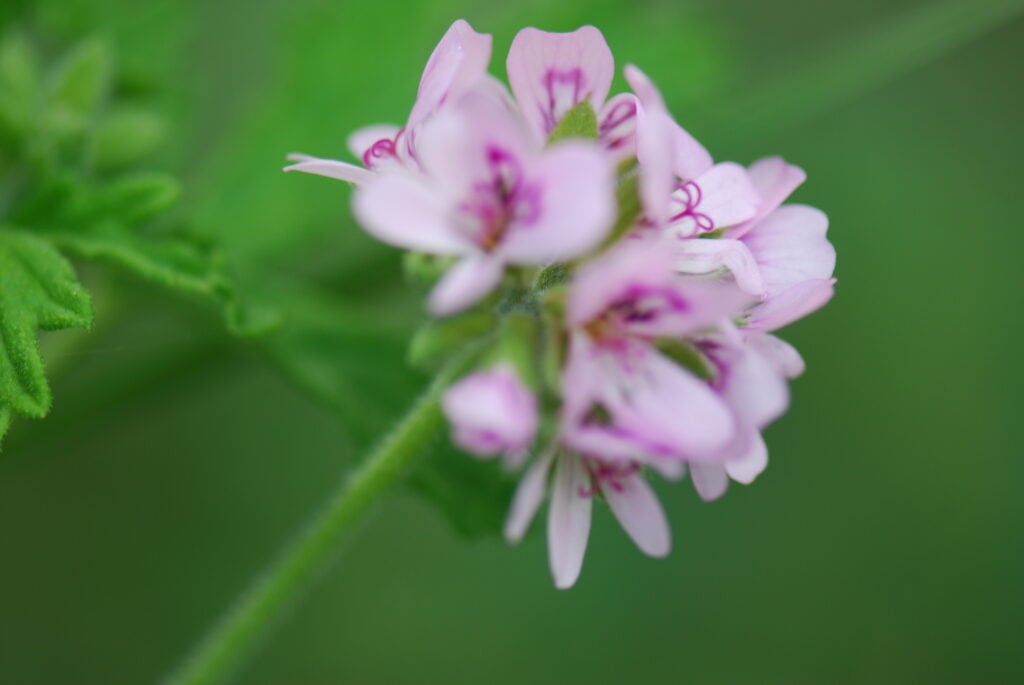 Plante du mois d’avril : le géranium bourbon