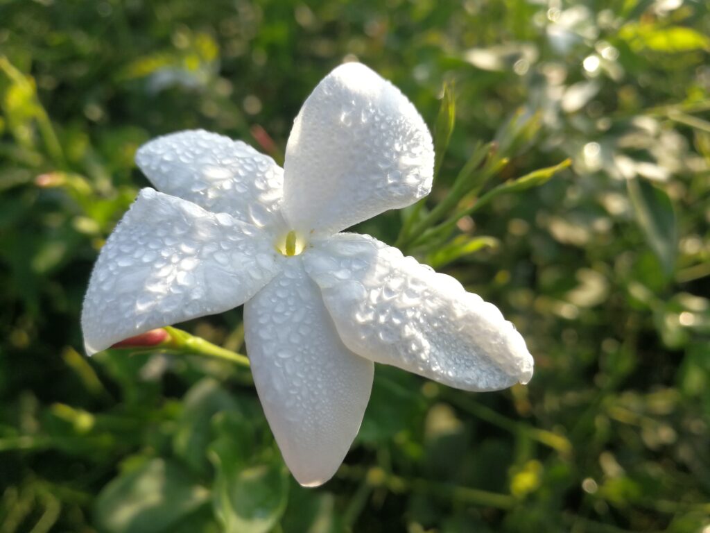 Jasmine absolute india, jasmin grandiflorum absolute, 8022-96-6