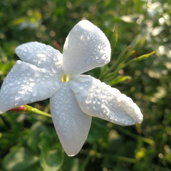 Jasmine grandiflorum India