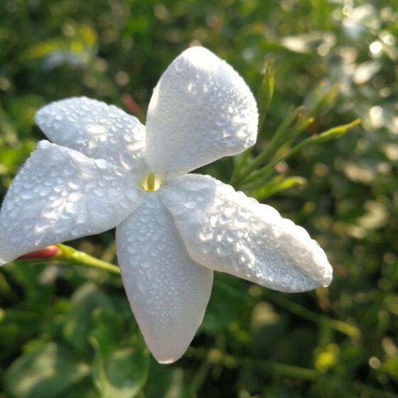 Jasminum grandiflorum