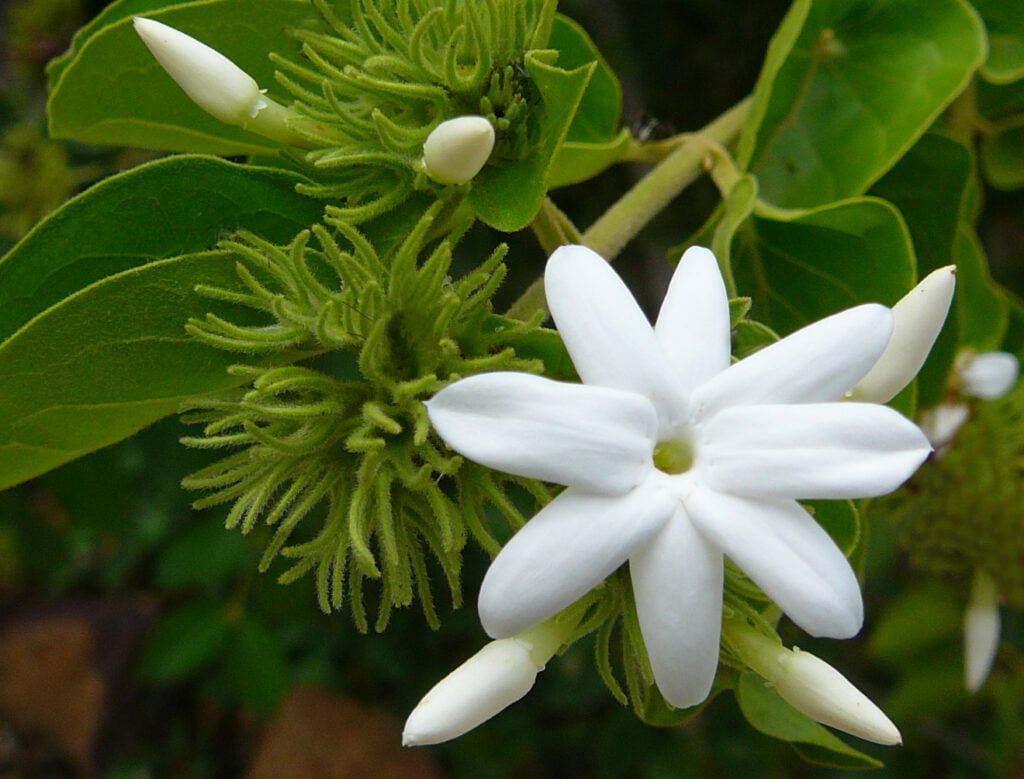 Plante du mois de mai : le jasmin sambac