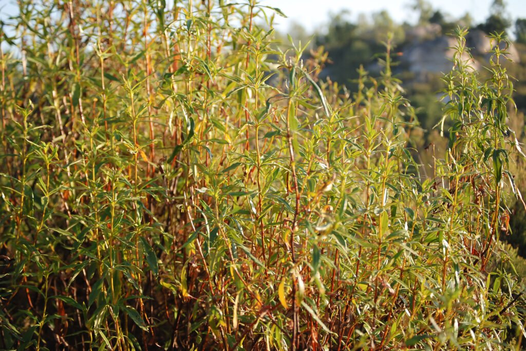 Cistus labdaniferus movie