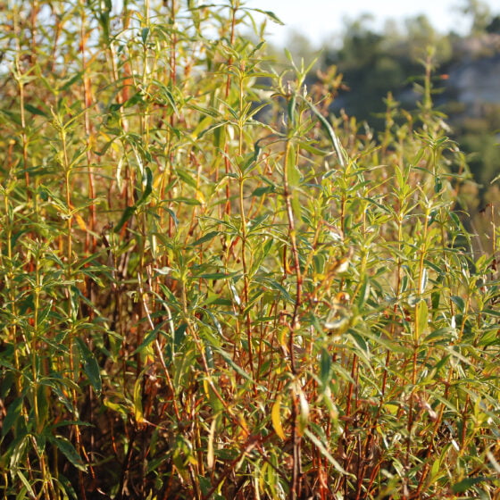 Labdanum clair Espagne