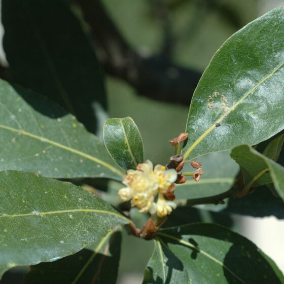 Laurus nobilis