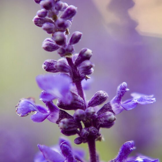 Lavandula angustifolia