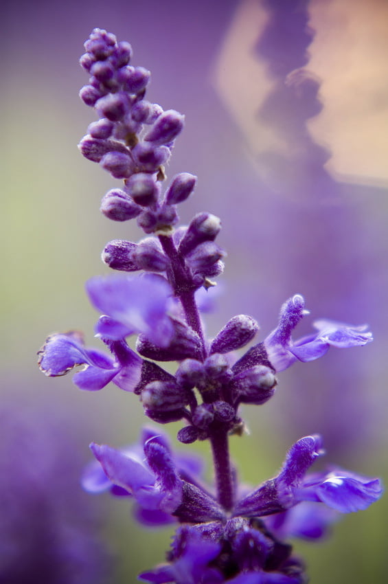 Lavender Fine Essential Oil