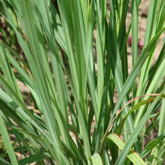 Cymbopogon flexuosus