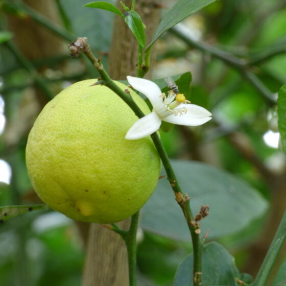 Citrus aurantifolia