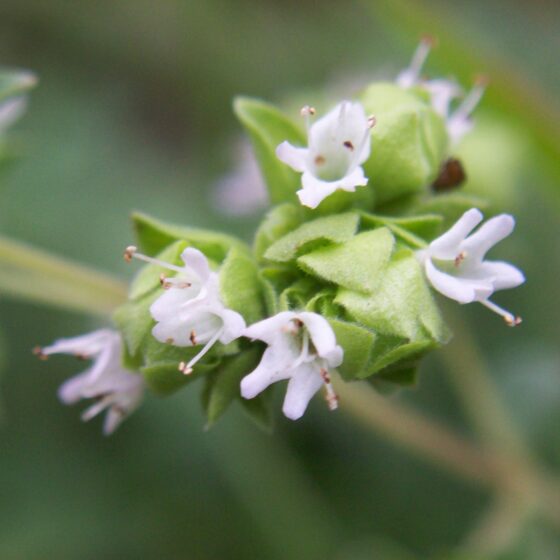 Origanum majorana