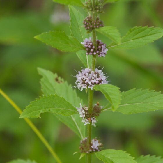 Mentha arvensis