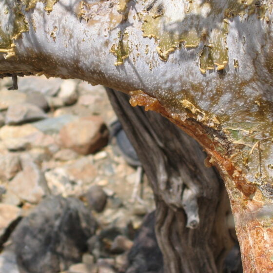 Commiphora myrrha