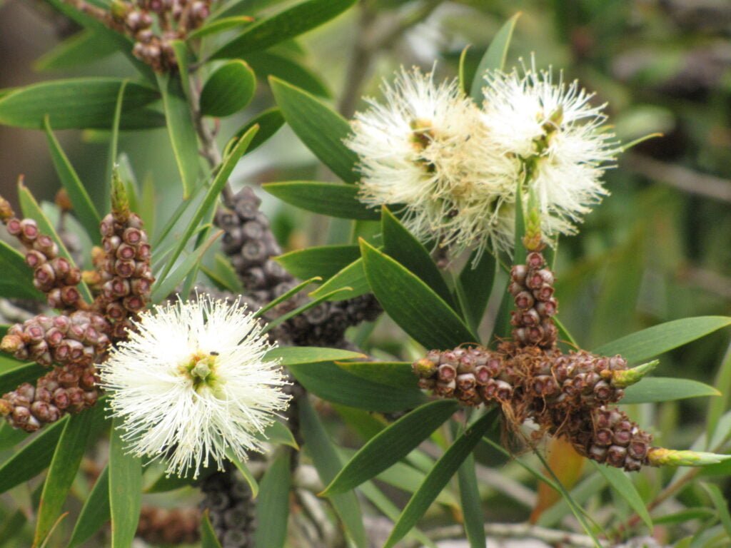 Huile essentielle niaouli vrai madagascar naturelle, 8014-68-4