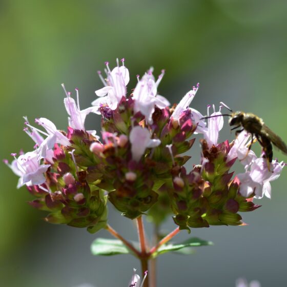 Origanum vulgare