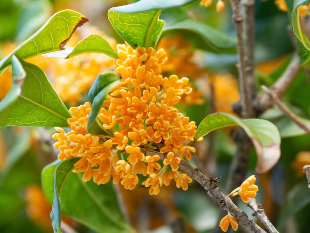 Osmanthus gold : Que ce trésor devienne éternel !