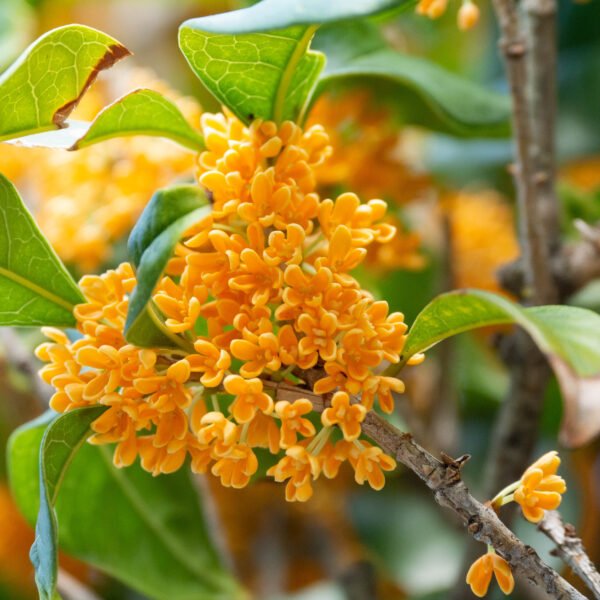 Osmanthus fragrans