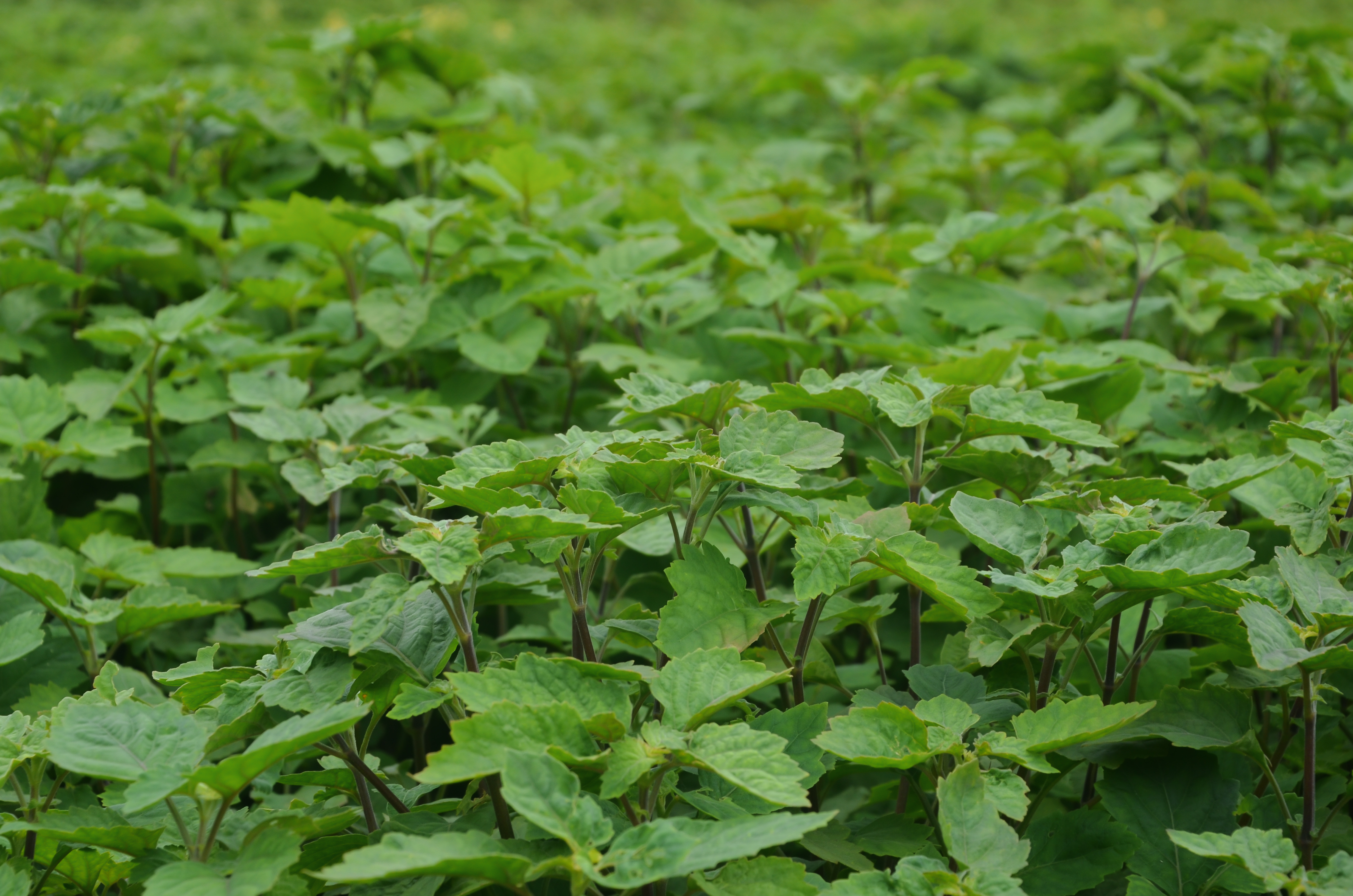 Patchouli Light Essential Oil