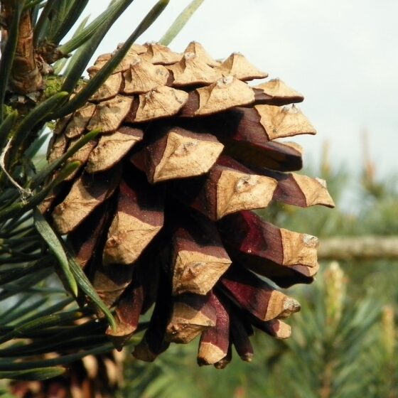 Pinus sylvestris