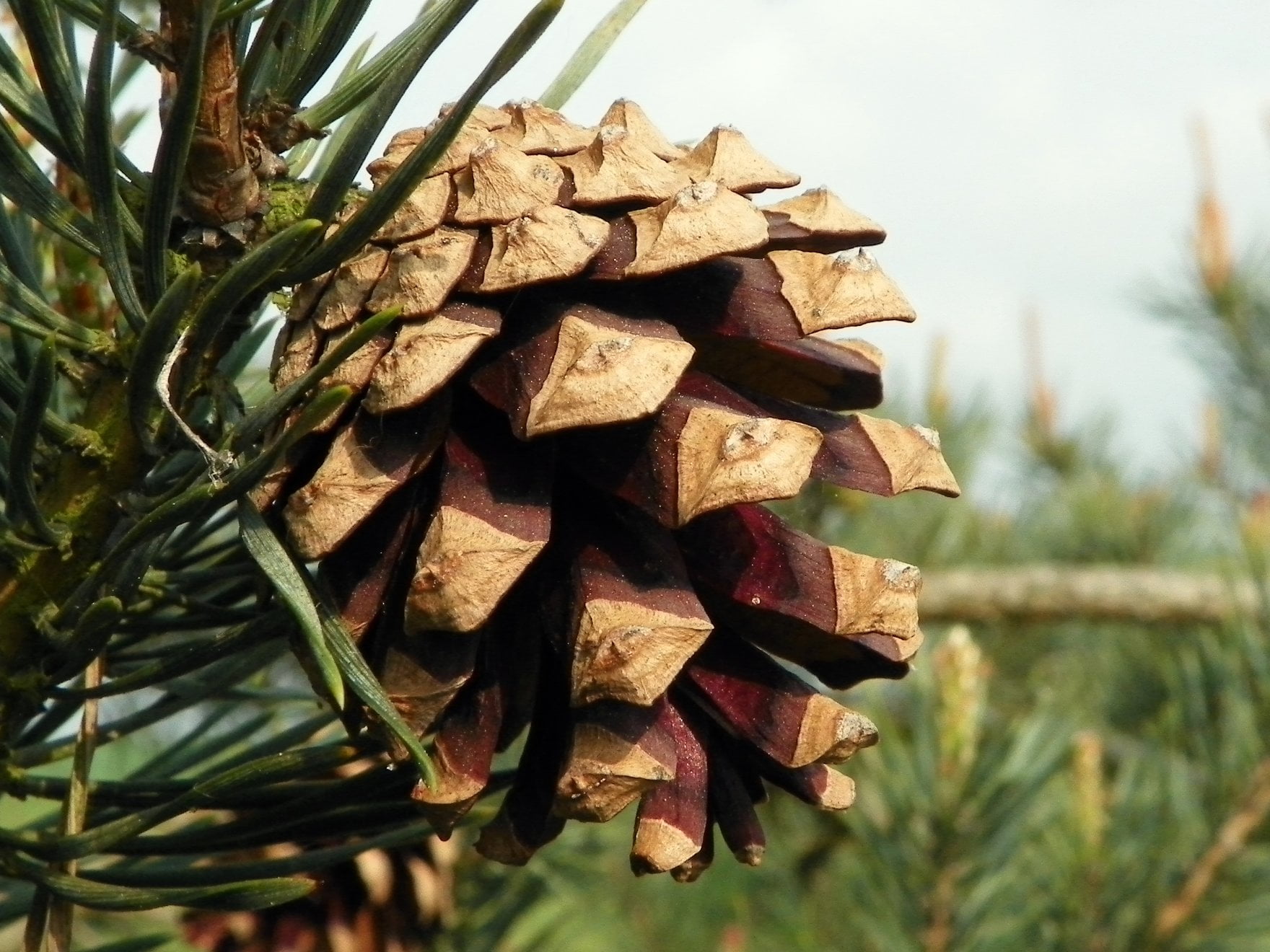 Плод хвойного. Pinus Sylvestris шишка. Pinus pinea шишка. Pinus Sylvestris шишки. Ель Веймутова шишка.