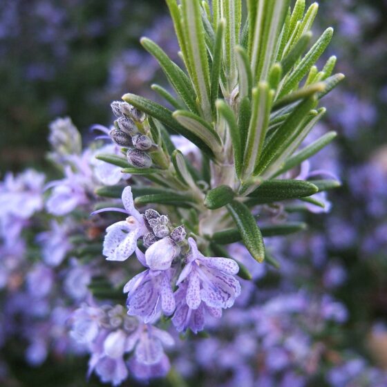 Rosmarinus officinalis CT camphre