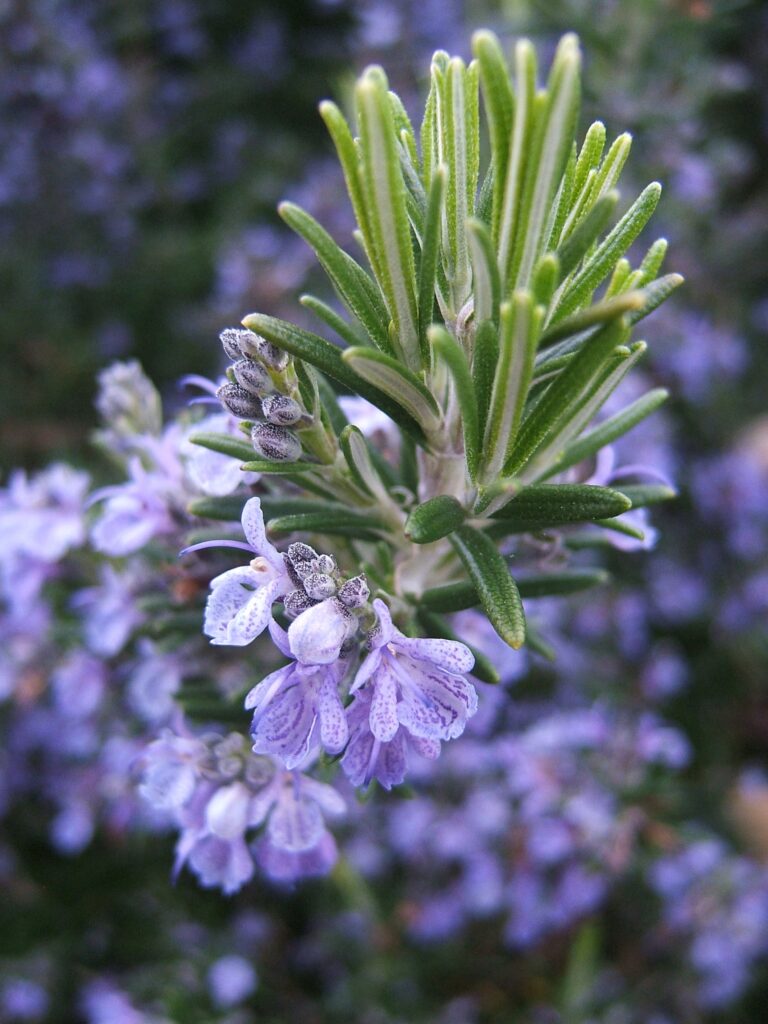 Huile essentielle bio de Romarin à cinéole (Rosmarinus officinalis à  cinéole)