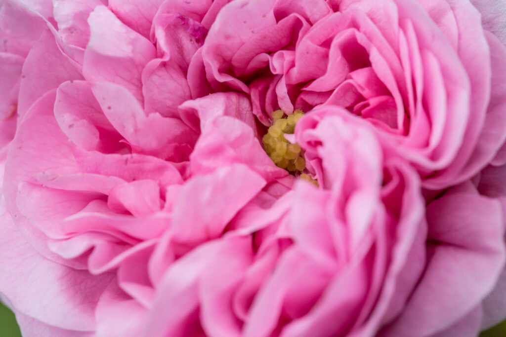 Campagne de la rose de mai à Grasse