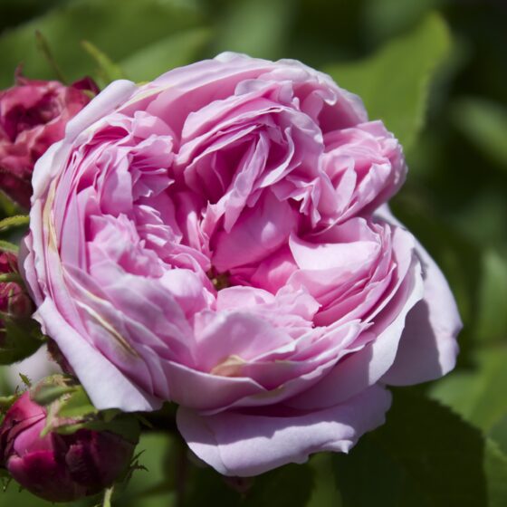 Rosa damascena