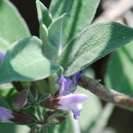 Salvia officinalis