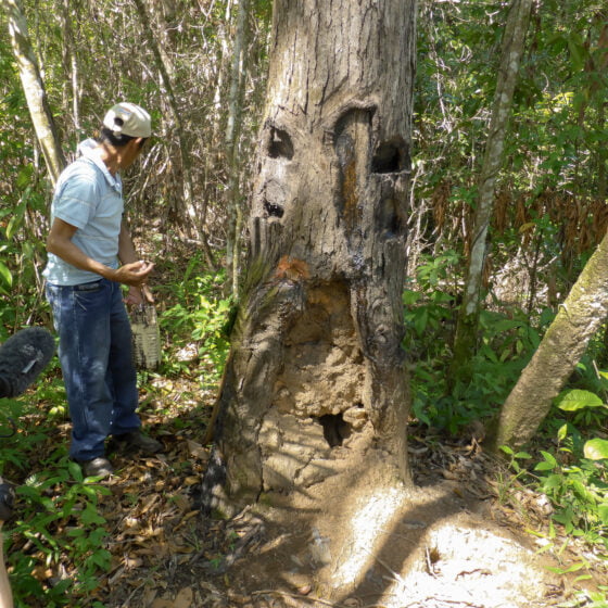 Liquidambar styraciflua