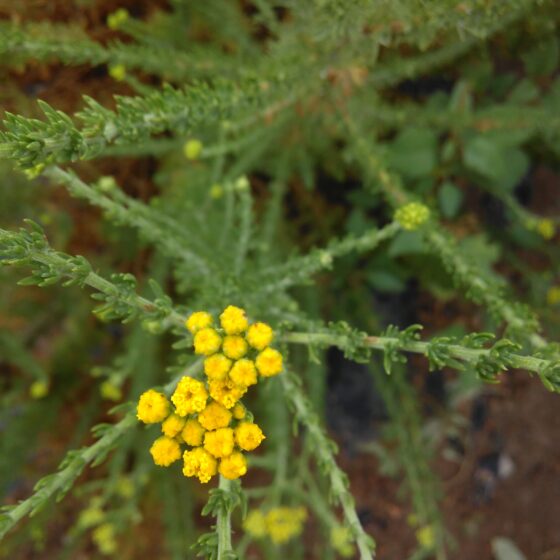 Tanacetum annuum