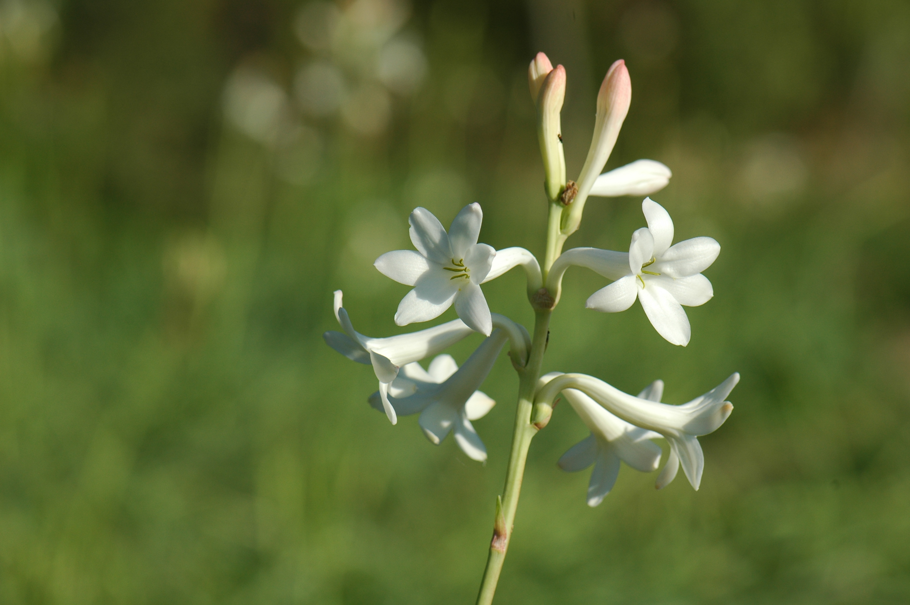 Tuberose Absolute Organic - Polianthes Essential Oil