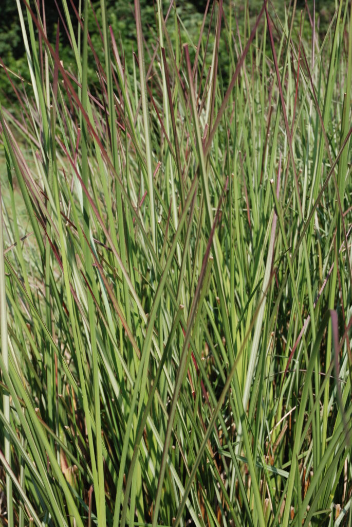Plant of the month – February: Vetiver